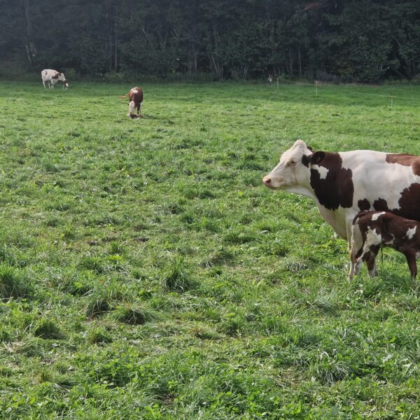 vaches dans un champs a Sirod